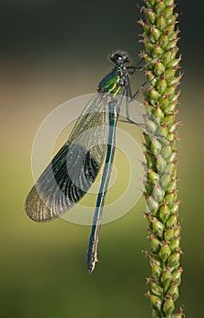 Banded Demoiselle