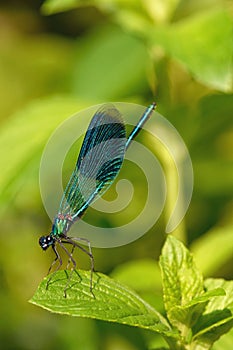 The Banded Demoiselle Calopteryx splendens