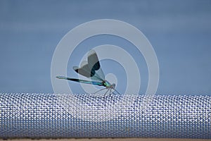 Banded Demoiselle (Calopteryx splendens)