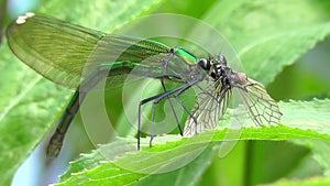 Banded Demoiselle - Calopteryx splendens