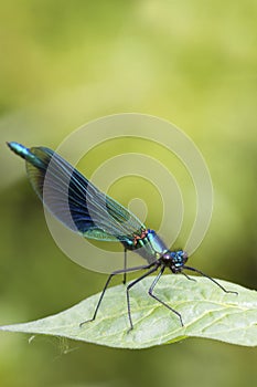 Banded demoiselle (Calopteryx splendens)