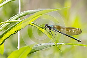 Banded demoiselle (Calopteryx splendens)