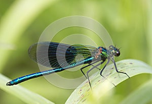 Banded demoiselle (Calopteryx splendens)