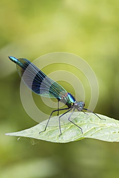 Banded demoiselle (Calopteryx splendens)