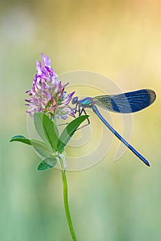 Banded Demoiselle - Calopteryx splendens