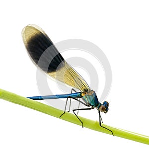 Banded Demoiselle - Calopteryx splendens