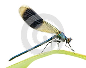 Banded Demoiselle - Calopteryx splendens