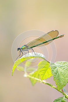 Banded Demoiselle Calopteryx splendens damselfly female close-up