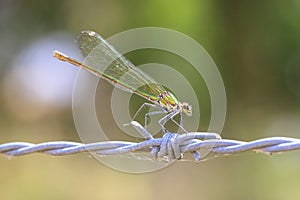 Banded Demoiselle Calopteryx splendens damselfly female close-up