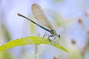 Banded Demoiselle Calopteryx splendens damselfly female close-up