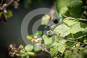 Banded Demoiselle (Calopteryx splendens) Male