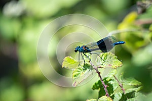 Banded Demoiselle (Calopteryx splendens) Male