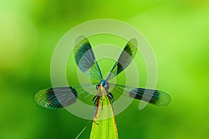 Banded Demoiselle (Calopteryx splendens) with it's wings spread