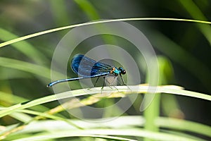 The banded demoiselle Calopteryx splendens is a species of damselfly belonging to the family Calopterygidae
