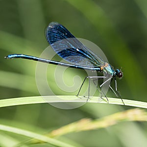 The banded demoiselle Calopteryx splendens is a species of damselfly belonging to the family Calopterygidae photo