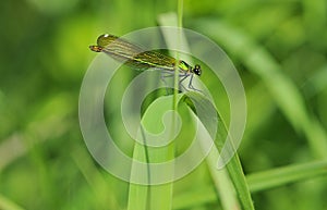 Banded Demoiselle Damselfly on Grass in Marshland