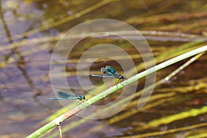 Banded demoiselle damselfly males resting on a stem