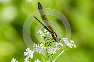 Banded Demoiselle Fly