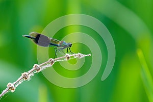 Banded Demoiselle perched on a dead stem