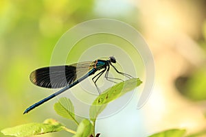 Banded demoiselle on tree