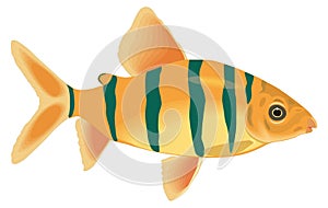 banded fish vector illustration transparent background