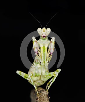 Banded flower mantis