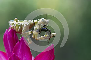 Banded flower mantis on red flower