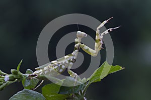 Banded flower mantis on red flower