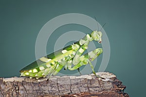 banded flower mantis. Theopropus elegans