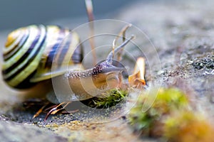 Banded garden snail with a big shell in close-up and macro view shows interesting details of feelers, eyes, helix shell, skin and