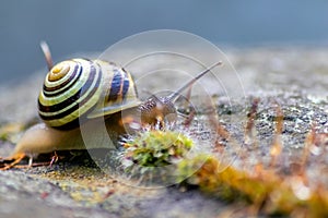 Banded garden snail with a big shell in close-up and macro view shows interesting details of feelers, eyes, helix shell, skin and