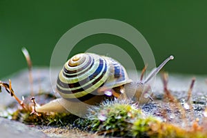 Banded garden snail with a big shell in close-up and macro view shows interesting details of feelers, eyes, helix shell, skin and