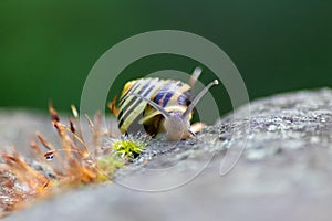 Banded garden snail with a big shell in close-up and macro view shows interesting details of feelers, eyes, helix shell, skin and