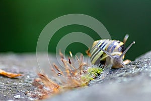 Banded garden snail with a big shell in close-up and macro view shows interesting details of feelers, eyes, helix shell, skin and