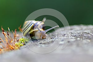 Banded garden snail with a big shell in close-up and macro view shows interesting details of feelers, eyes, helix shell, skin and