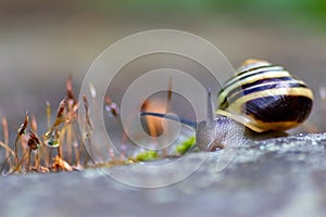 Banded garden snail with a big shell in close-up and macro view shows interesting details of feelers, eyes, helix shell, skin and