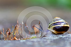 Banded garden snail with a big shell in close-up and macro view shows interesting details of feelers, eyes, helix shell, skin and