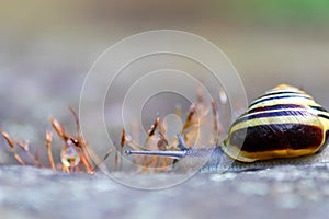 Banded garden snail with a big shell in close-up and macro view shows interesting details of feelers, eyes, helix shell, skin and