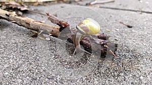 Banded garden snail with a big shell in close-up and macro view shows interesting details of feelers, eyes, helix shell and skin