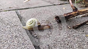 Banded garden snail with a big shell in close-up and macro view shows interesting details of feelers, eyes, helix shell and skin