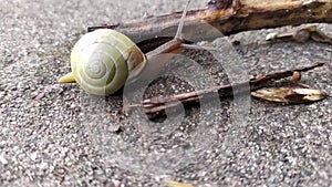 Banded garden snail with a big shell in close-up and macro view shows interesting details of feelers, eyes, helix shell and skin