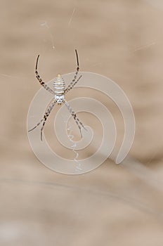 Banded garden spider.