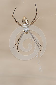 Banded garden spider.