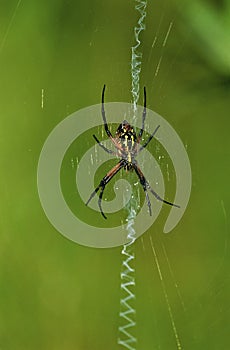 Banded Garden Spider   55847