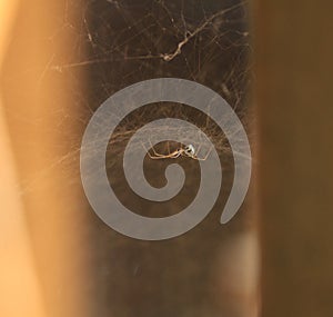 Banded Garden Spider in web