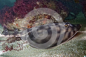 Banded Guitar Fish