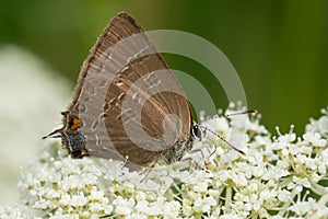 Banded Hairstreak - Satyrium calanus