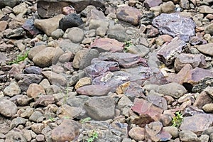 Banded Hematite Jasper and other  Rocks laying on river bed  India