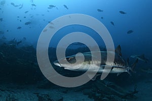 Banded Hound Shark Swimming Alone in Japan