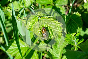 Banded hoverfly